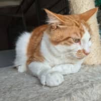 Photo of Nunu ** 2nd Chance Cat Rescue**