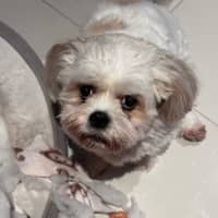 Photo of Evie