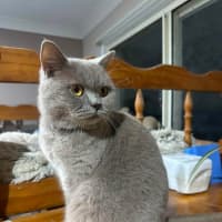 Photo of Nala