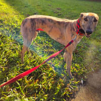 Photo of Jake, The Greyhound