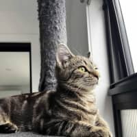 Photo of Cora   In Foster Care In Reservoir