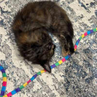 Photo of Feta & Olive