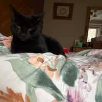Photo of Morticia
