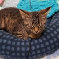 Photo of Dora