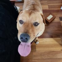 Photo of Boof   1 Year Old Mastiff X Labrador