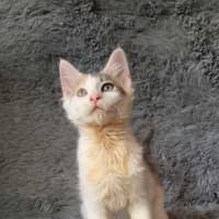 Photo of Espresso