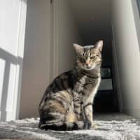 Photo of Suzie   Located In Macleod