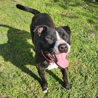 Photo of Hercules   63887