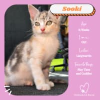 Photo of Sooki