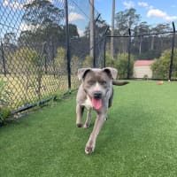 Photo of Zena Imp 1167