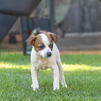 Photo of Ritz