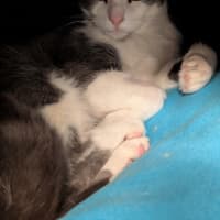 Photo of Octavia