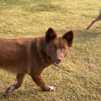 Photo of Bear 🐻 18 Mo Dingo Hybrid