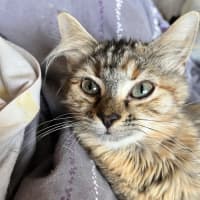 Photo of Nova *9 Lives Project Rescue*