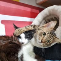 Photo of Tango