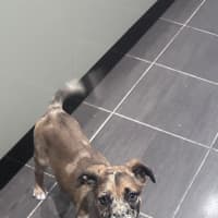 Photo of Dottie 