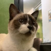 Photo of Jo'ya