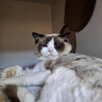 Photo of Odie