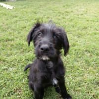 Photo of Sage 