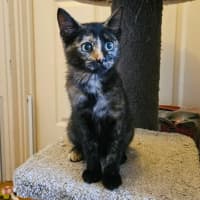Photo of Skittles