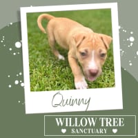 Photo of Quinny