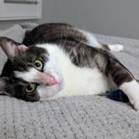 Photo of Gus **A Gentle Giant**