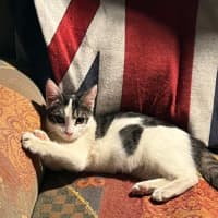 Photo of Pixie