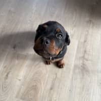 Photo of Enzo (Was Baloo)