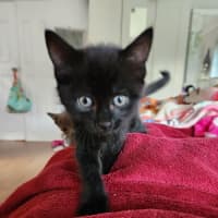 Photo of Luna