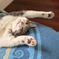 Photo of Chicken Salt