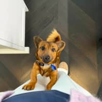 Photo of Cheezel