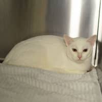 Photo of Marshmallow