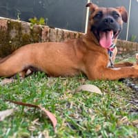 Photo of Aubrey   6 Month Old Mixed Breed