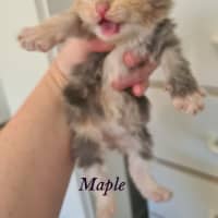 Photo of Maple