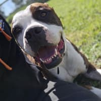 Photo of Tank
