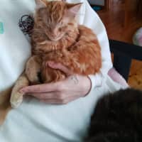 Photo of Paprika