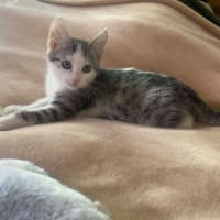 Photo of Penne
