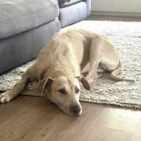 Photo of Fern