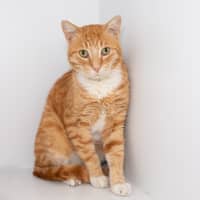 Photo of Kricket