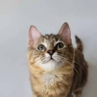 Photo of Skittles 