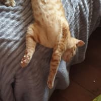 Photo of Dora The Explorer