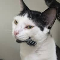 Photo of 🎨 Yoshi 5862 🎨