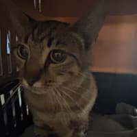 Photo of Jemima **2nd Chance Cat Rescue**