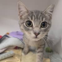 Photo of Grey