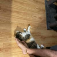 Photo of Tilly   In Foster In Bentleigh East