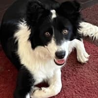 Photo of Bella   7 Month Old Border Collie (Trial)