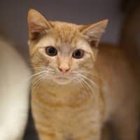 Photo of Chobi