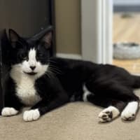 Photo of Manson   2 Year Old Domestic Short Hair (Trial)