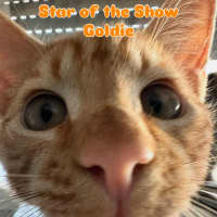 Photo of Goldie 