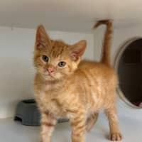 Photo of Cookie